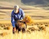 خسارت ۸۰ درصدی گندم دیم؛ تمام مزارع بیمه بودند