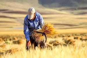 خسارت ۸۰ درصدی گندم دیم؛ تمام مزارع بیمه بودند