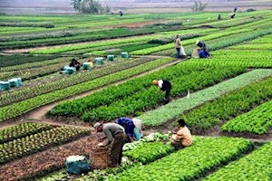 الزام بانک‌ها به اختصاص ۲۰ درصد تسهیلات کشاورزی
