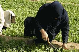 قانون کاهش معافیت حق‌ بیمه کارفرمایان بخش کشاورزی برقرار ماند